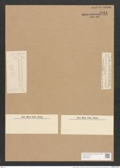 Nitzschia angularis var. rariana Grun. (de-Toni-Nr.: Genus 47, Species 2086) Zeichnungen Sammlung Grunow Nr. 4144 (NHMW-BOT-W0372023)